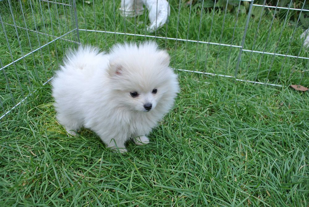 Szpic miniaturowy pomeranian