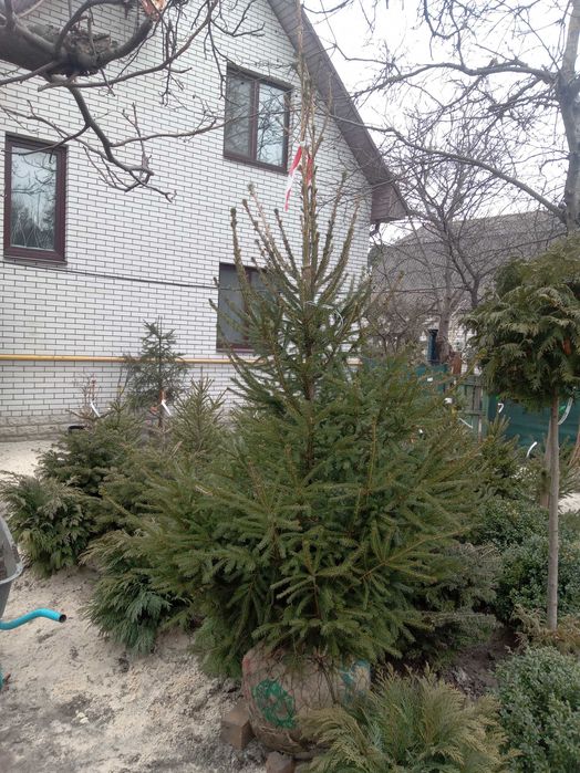 Ель Глаука, Сербская, Смерека. от двух до четырех метров.Большой выбор