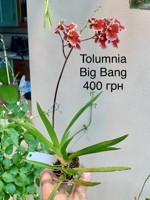 Орхідея Vanda Peaches Golden Sand