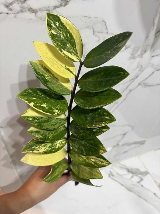 zamiokulkas variegata