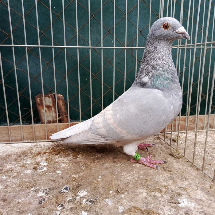 Pocztowe Reduced 1