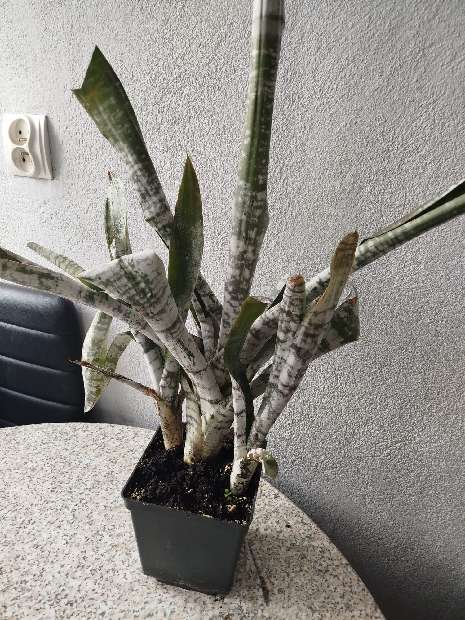 Kwiat kwiat doniczkowy echmea wysokość do 50 cm,okazja