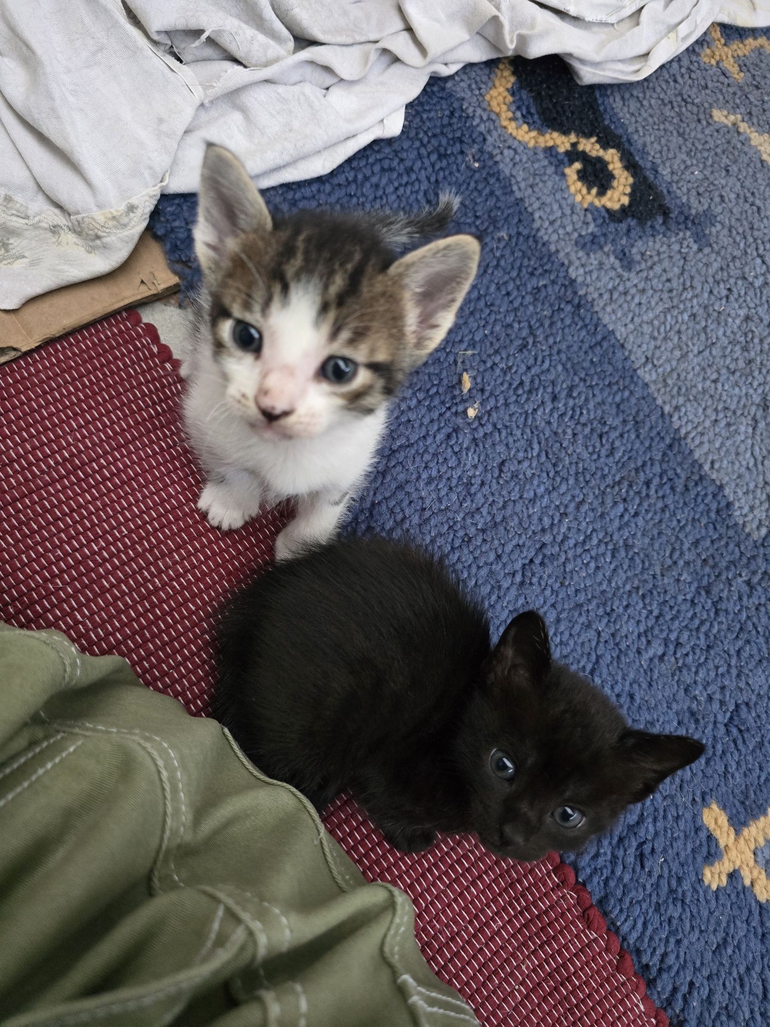 Gatos bebés para adoção responsável