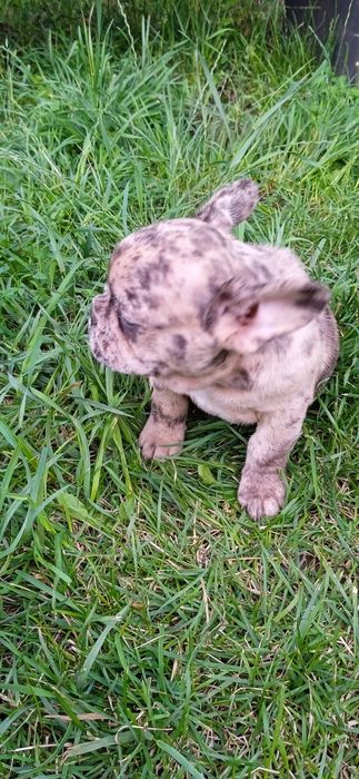 Французька булочка