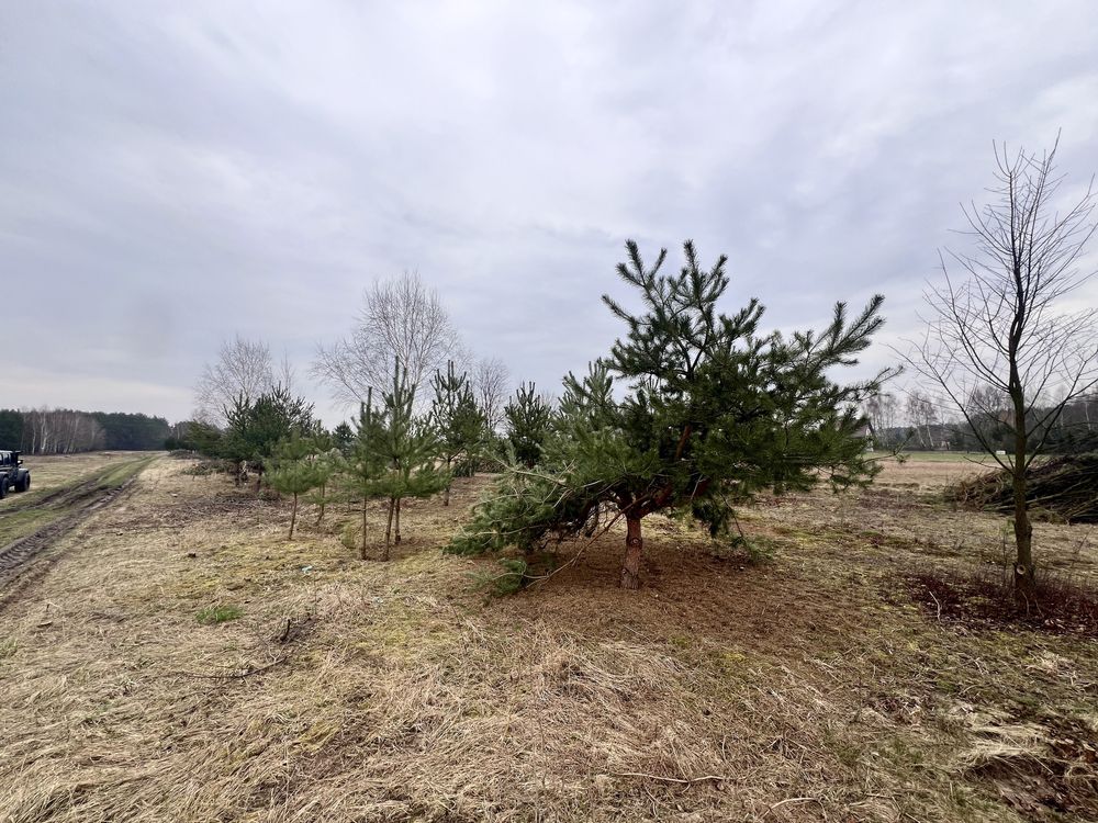DZIAŁKA Budowlana MPZP802m2 Siedlisko Rzeka Wkra Las Cisza Zadrzewiona