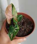 Syngonium red spot tricolor