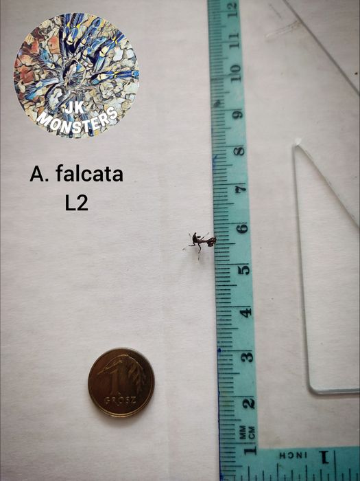 Modliszka Acanthops falcata+gratisy