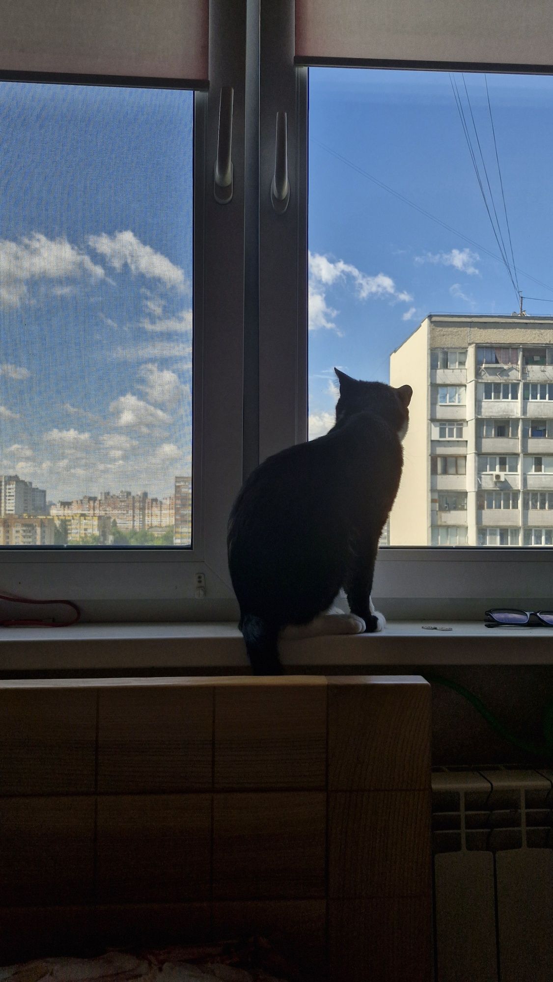 Котик в пошуках нової сім'ї