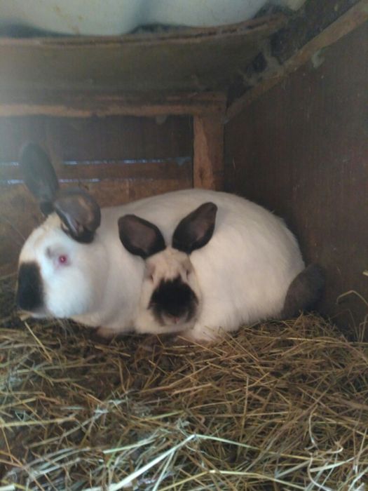 Кролики порода каліфорнія