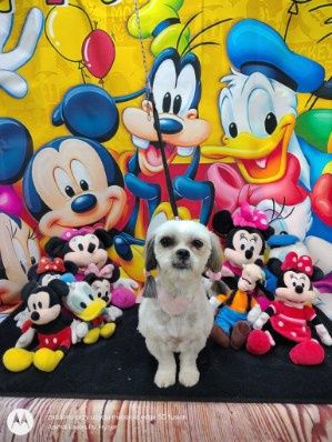 Suczka shitzu szuka domu