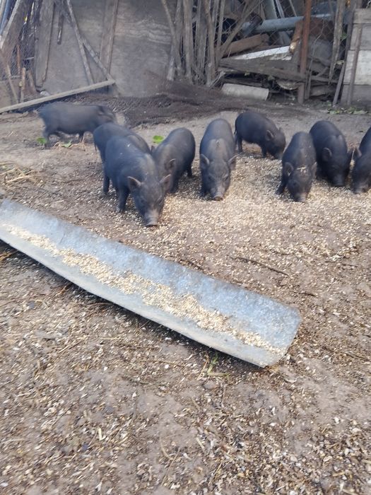 В'єтнамскі/Вьетнамские поросята
