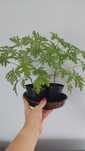 Geranium młoda sadzonka ok. 30 cm