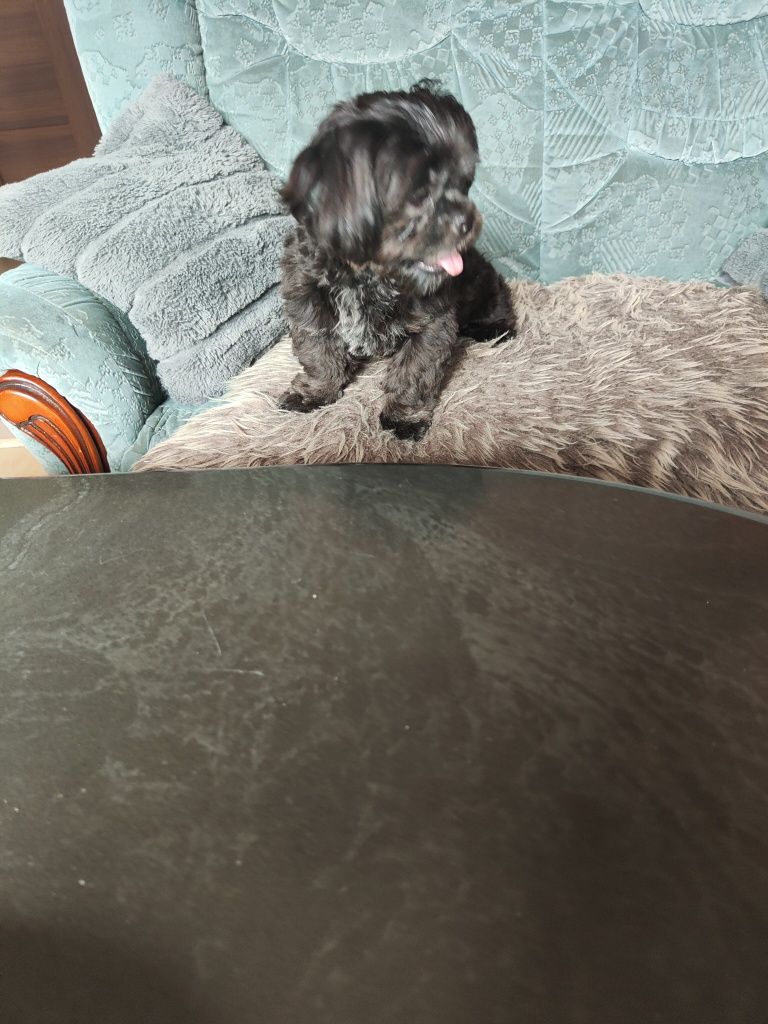 Sprzedam shih-tzu