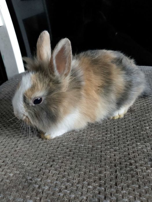 Króliczki miniaturki