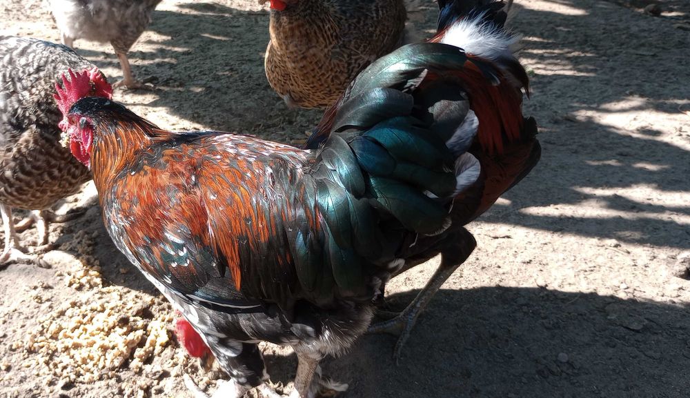 Sprzedam koguty kogutki zielononóżka i inne