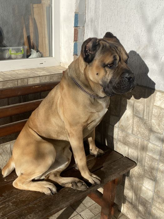 КанеКорсо вʼязка,чистокровного хлопчика