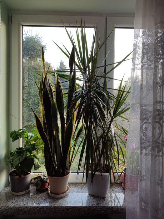 Sanseveria, dracena