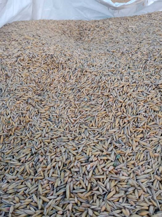 Sprzedam mieszankę zbożową