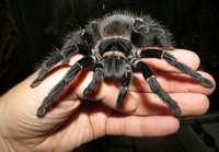 Лошадиный паук (Lasiodora parahybana) паук 
Класс — Паукообразные

Отр