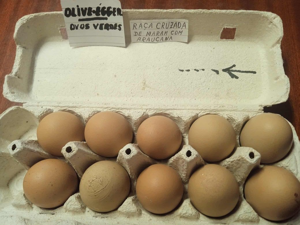Ovos de galinha.