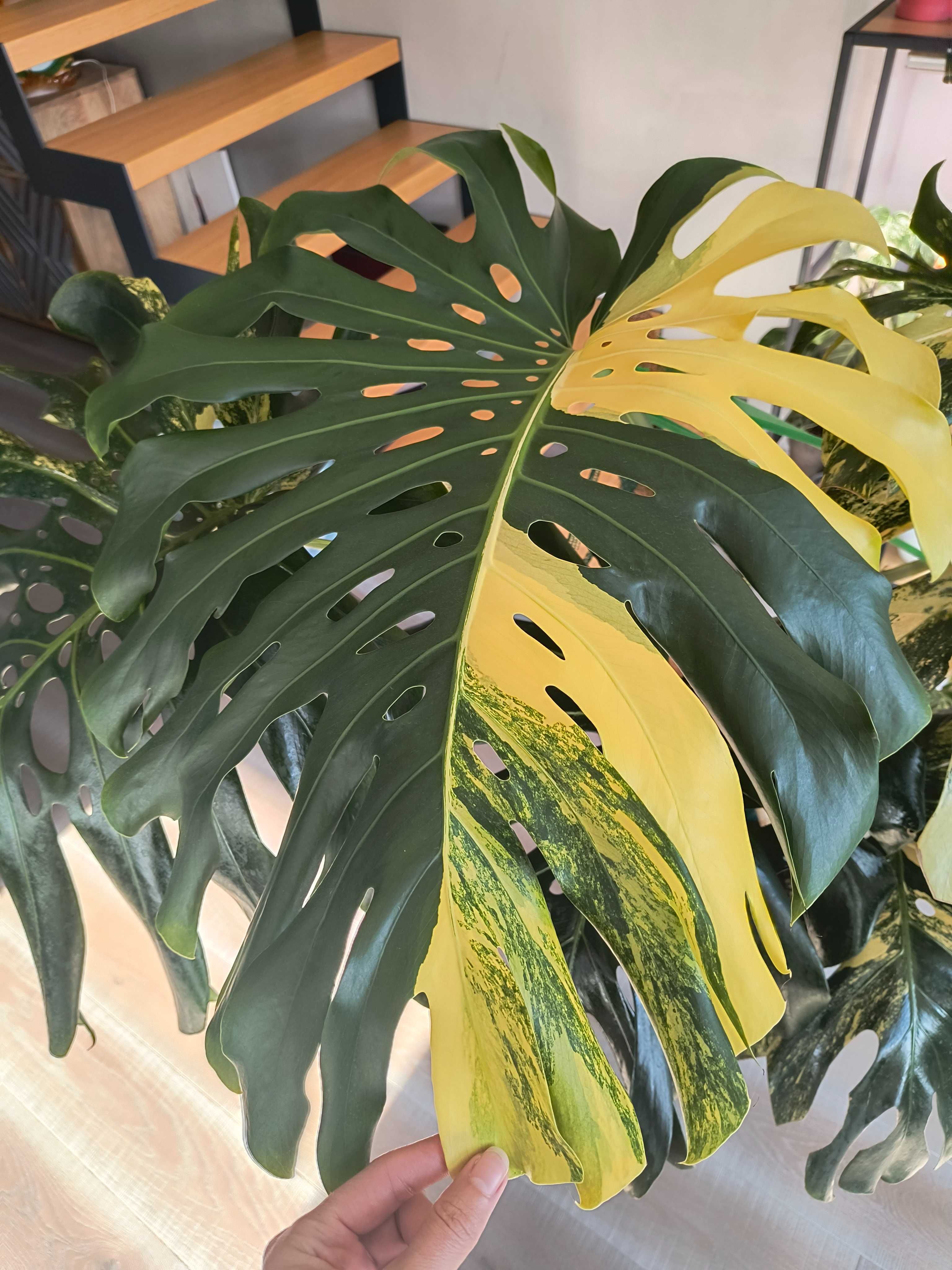 Pędówki Monstera Deliciosa Marmorata