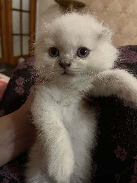 Продаются шотландские котята