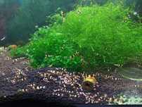 Krewetki Cardina Crystal  Black