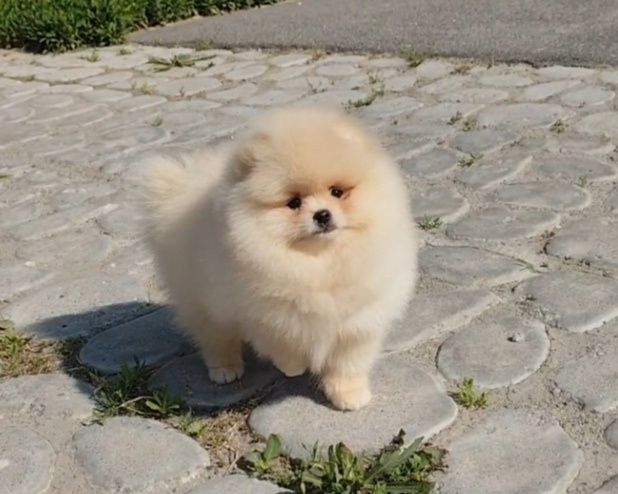 Хлопчик без браку, КСУ, 3 місяці