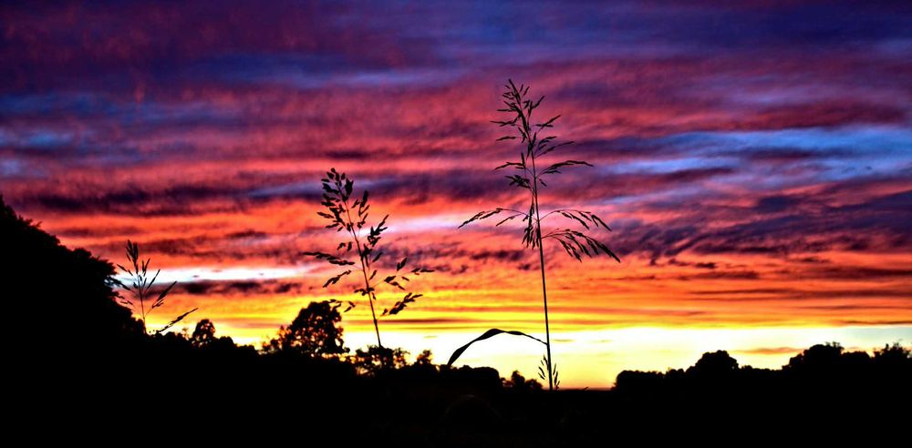 Wilanów Ostoja: zieleń i zachody słońca - 2 pokoje z dużym tarasem