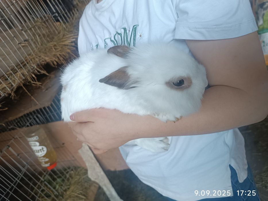 Króliczki miniaturki