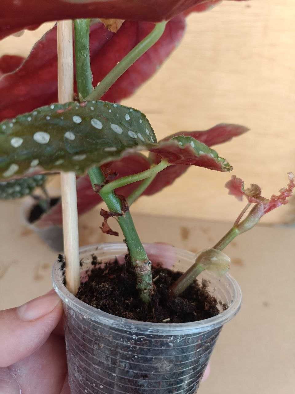 Бегонія макулата Begonia maculata
