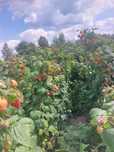 Продам саджанці малини