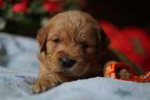 Szczeniaczek Golden Retriever