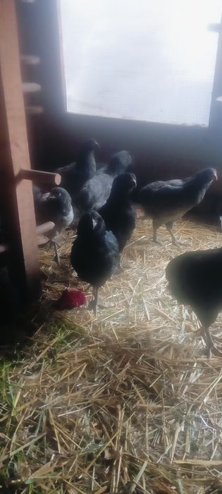 Aruakana bezogoniasta !