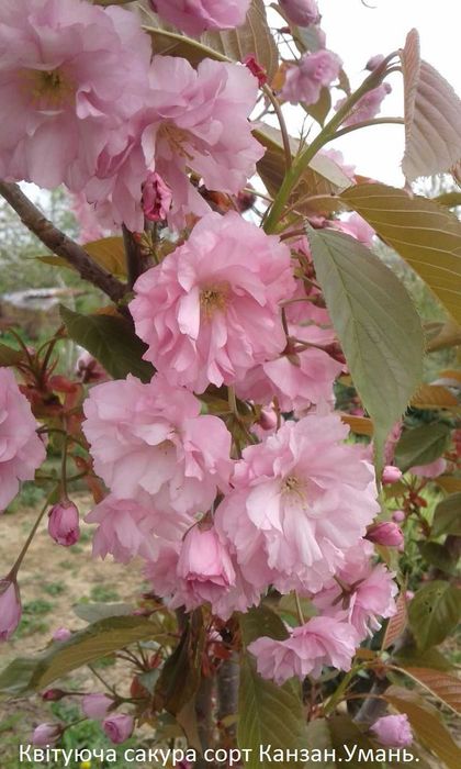 Сакура саджанці купити  Канзан Роял бургунді Кіку шадаре шовковиця