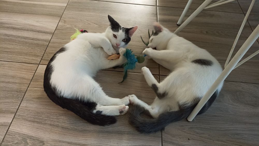 Kocięta szukają domu