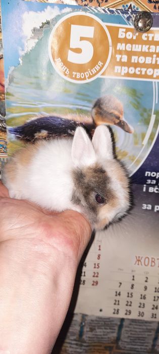 Кролик на долоні