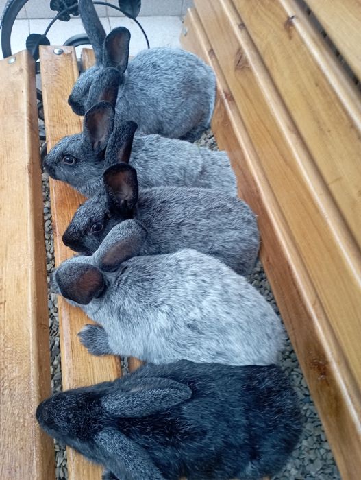 Кролики Полтавське Срібло!