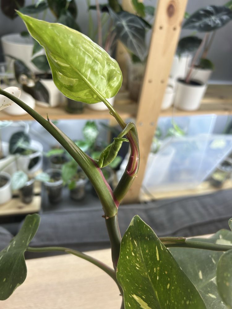 Philodendron White Knight