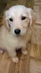 Golden retriever. ..piesek do odbioru