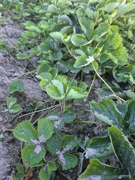 Sadzonki truskawki 50 szt