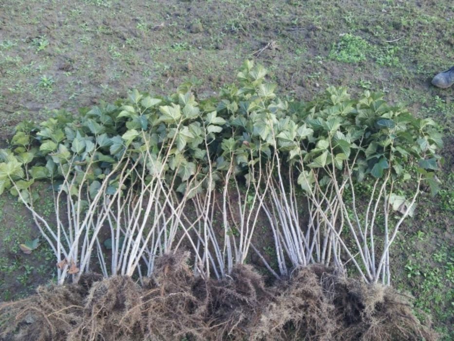 Саженцы плодовых кустов