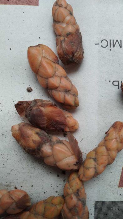 Кислица (Oxalis)   резомы