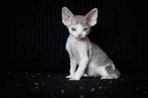 Devon Rex* chłopczyk Eugeniusz* niebieski arlekin pręgowany