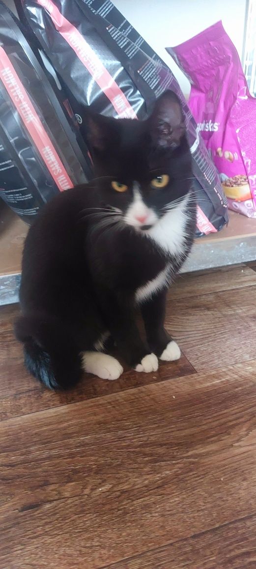 Kiwaczka kotka do adopcji