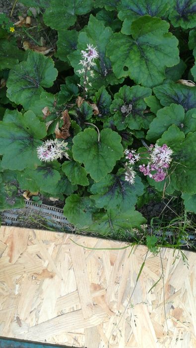 Гейхеры со сврего сада