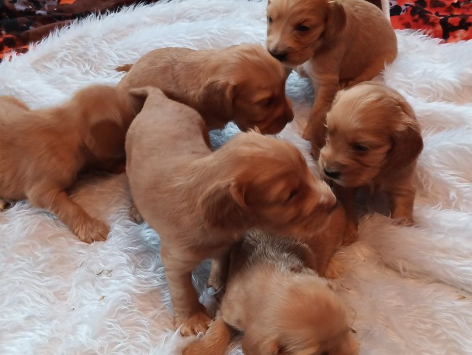 Witam mam do sprzedania piękne pieski Cocker spaniel