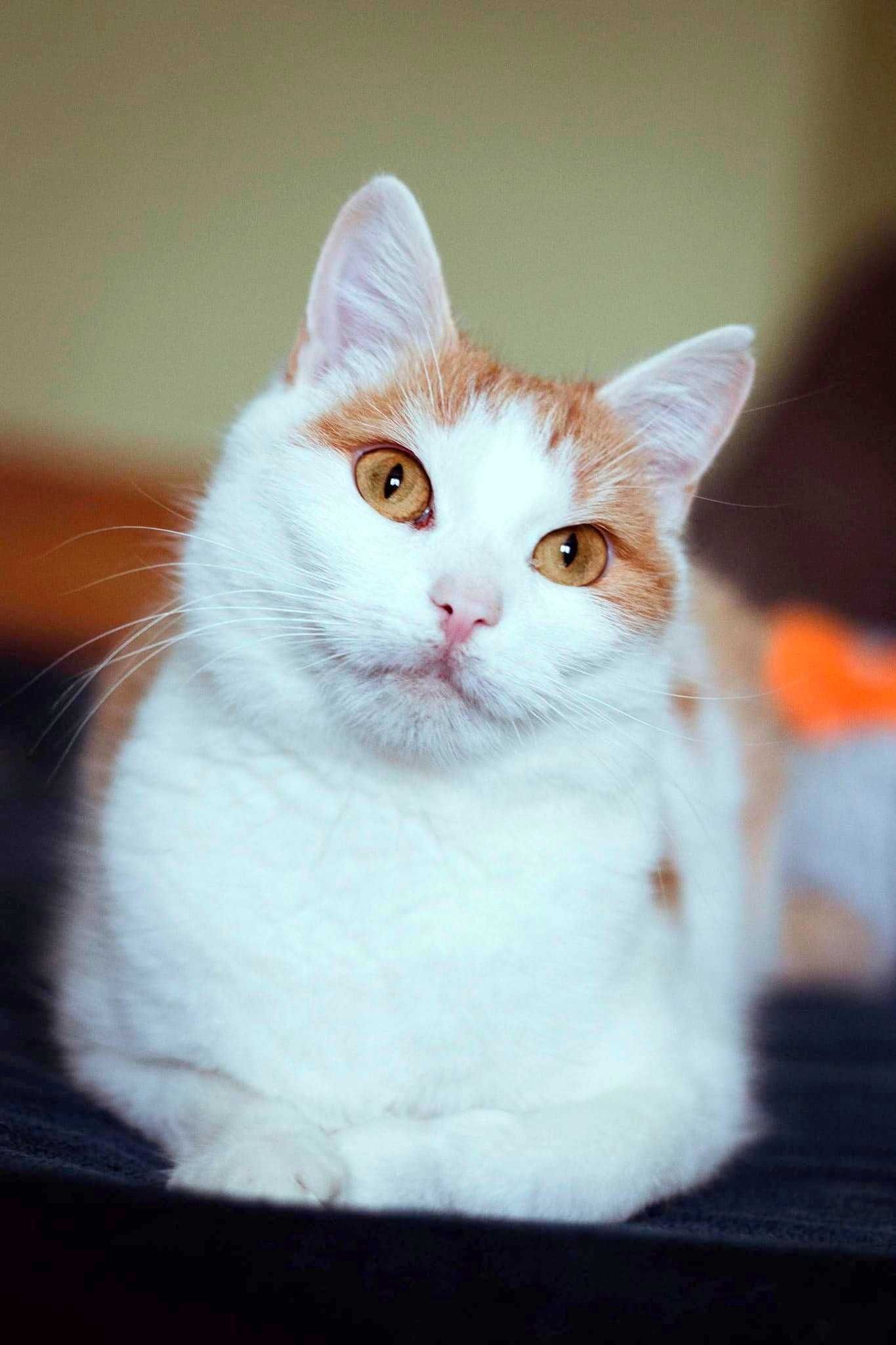 Kotka do adopcji szuka domu kot bialy ze schroniska Delicja FELV kot