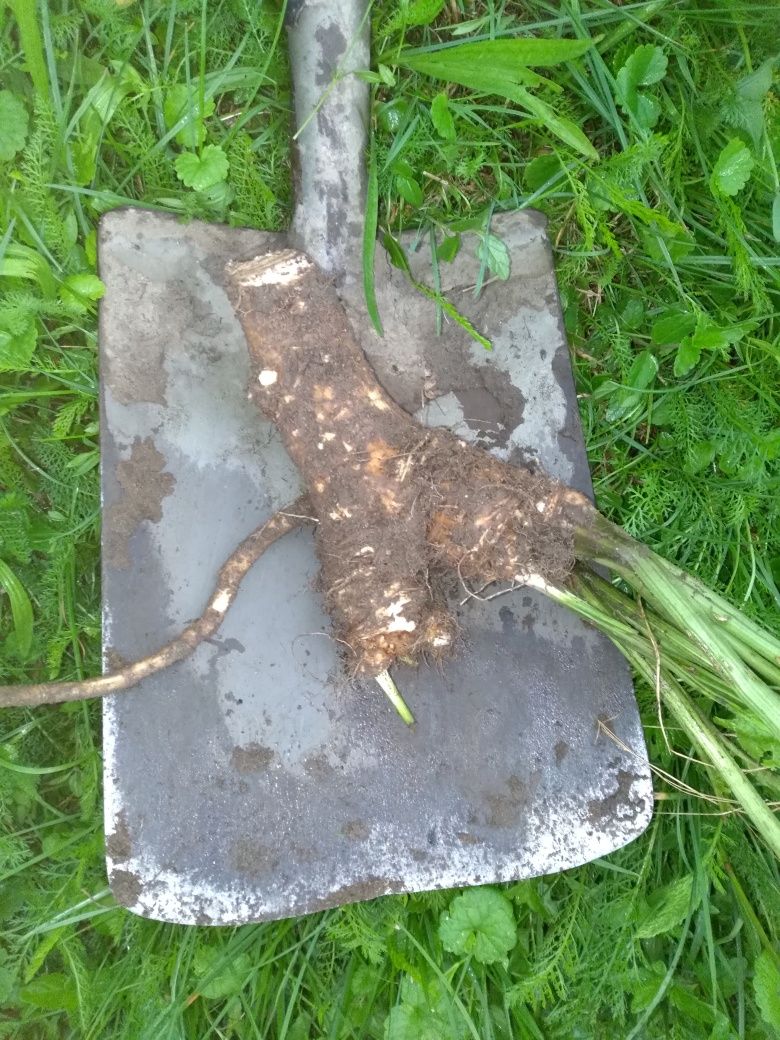 Chrzan 3 kg + 5 wiązek kopru
