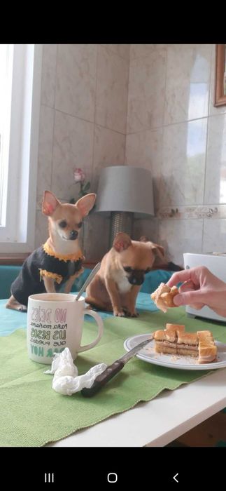 Chihuahua  mini toy